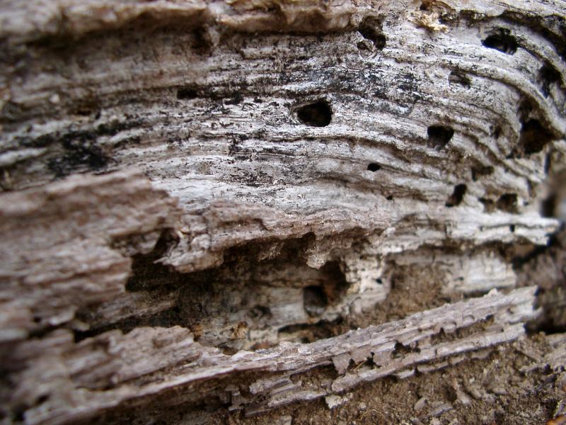 Old rotten dried tree stump with holes bored by insects in the decaying wood, close up macro