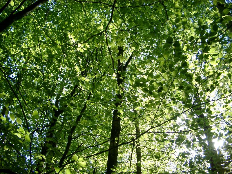 Fresh Tall Green Trees in the Forest on a Sunny Day. Captured from Low Level Angle Point.