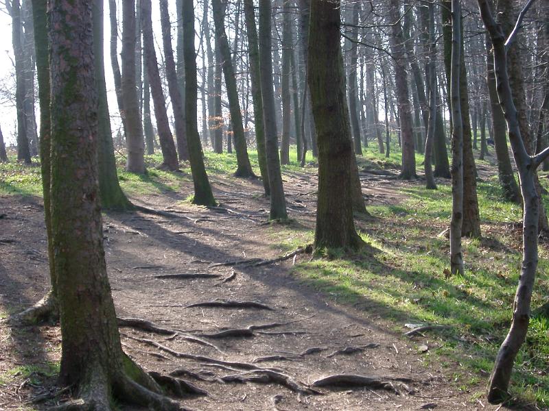 Landscape of woodland trees with a view through their trunks and dappled sunshine to distant blue sky