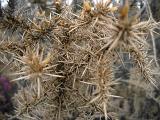 Tangled mass of prickly thrones or briars with their thorny spines, close up background view