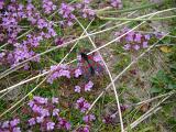 Single Butterfly Insect Resting on Pretty Small Purple Flowers Growing on the Grassy Ground.