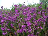 Flowering bush of magenta or purple heather or heath with its delicate bell-shaped flowers growing outdoors in the Scottish countryside