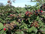 Close up of a hedgerow in farmland with ferns and blackberry canes covered in ripe blackberries and ripening red berries, close up detail of the fruit