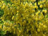 Botanical nature background of a colorful yellow laburnum tree in flower covered in hanging inflorescences
