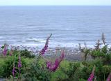 Colorful purple foxgloves growing on the coast on a cliff top overlooking the beach and calm sea
