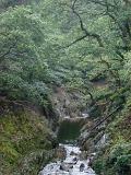 Stream flowing through a gorge in a mountain valley in Wales bordered by mature lush green woodland
