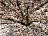 Background texture of old weathered wood with a rough surface and central radiating crack
