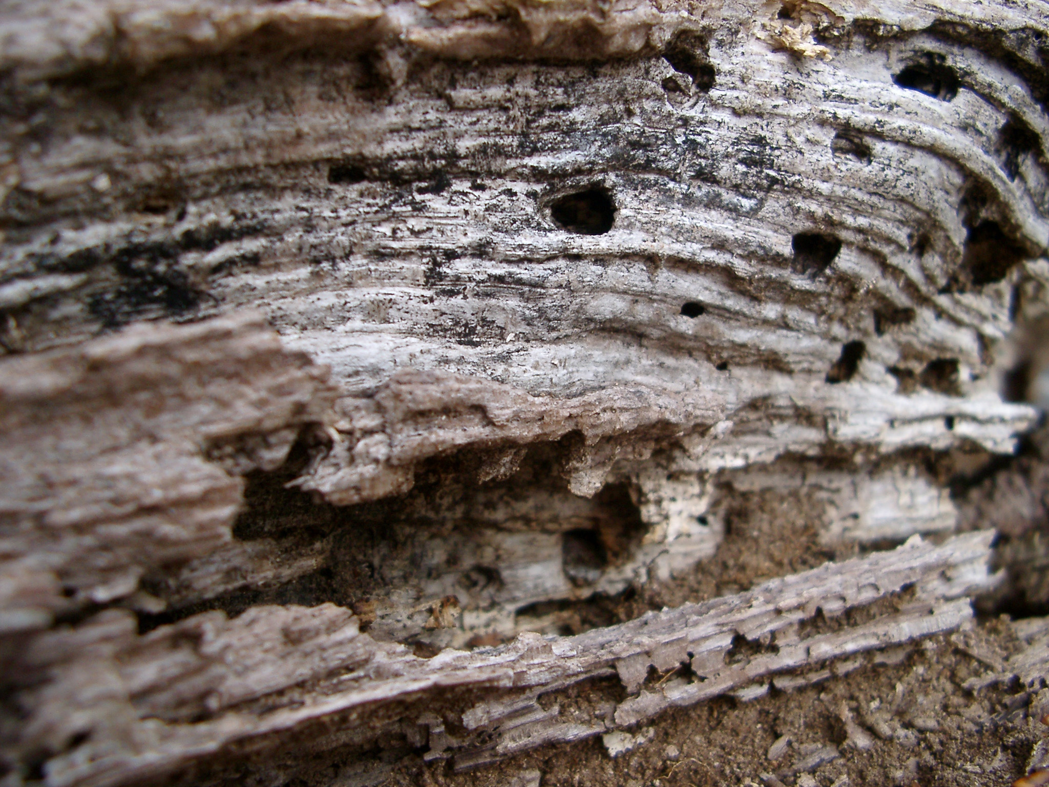 an image of Old rotten dried tree stump with holes bored by insects in the decaying wood, close up macro