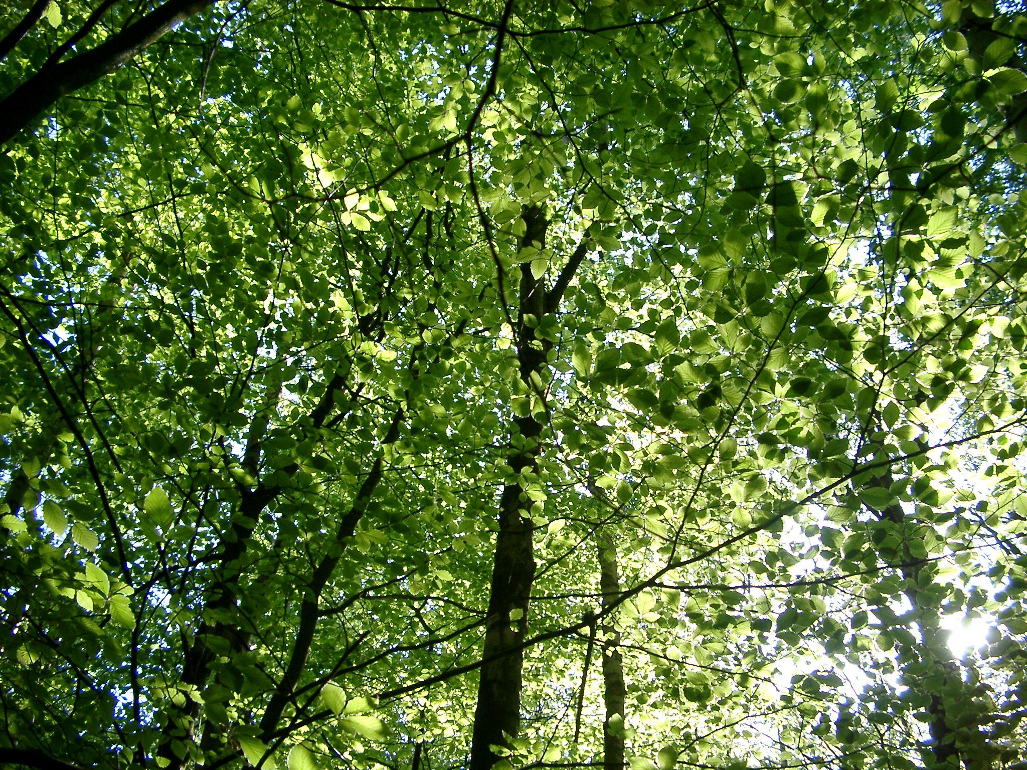 an image of Fresh Tall Green Trees in the Forest on a Sunny Day. Captured from Low Level Angle Point.