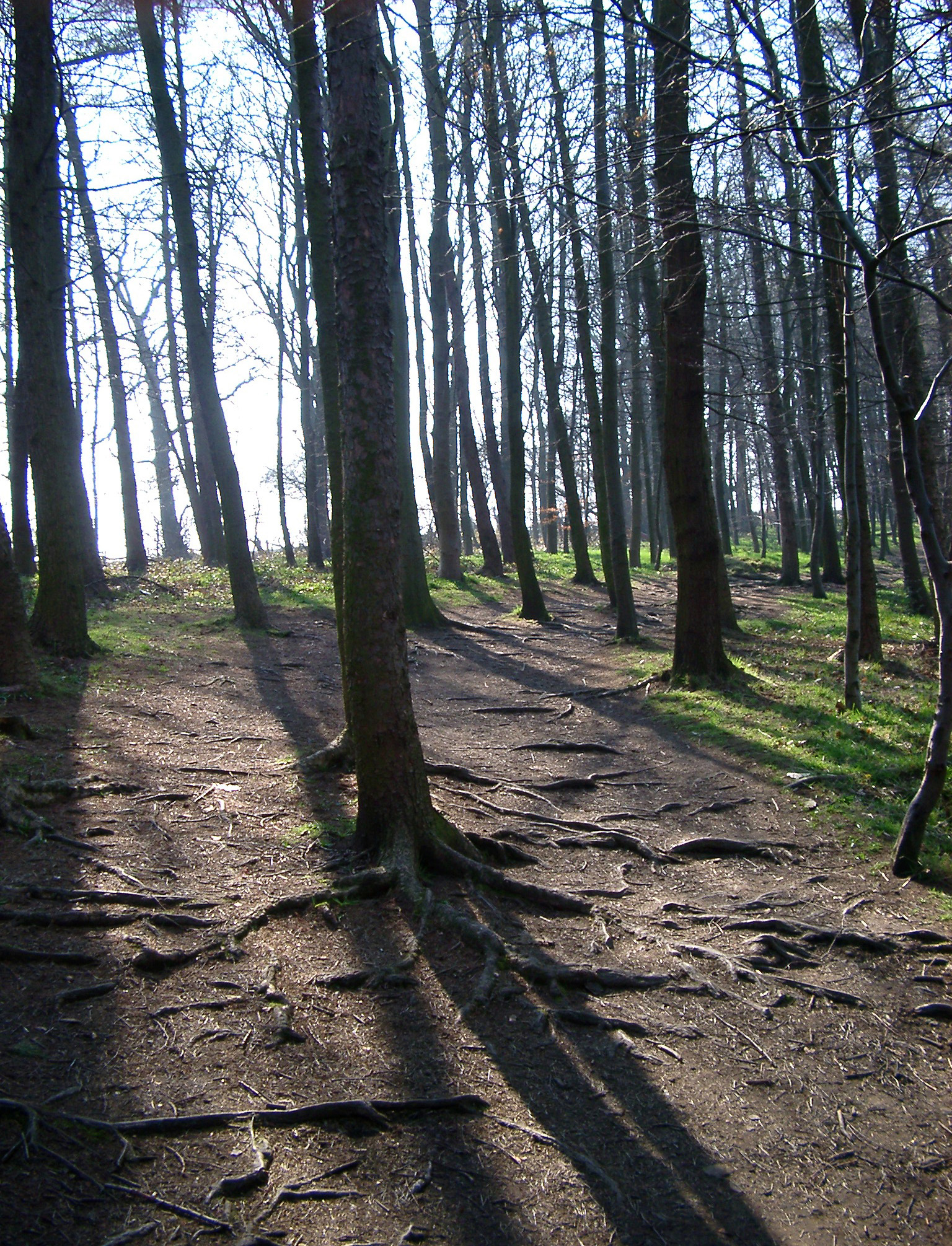 an image of Sunlight shining through the trunks of trees in open woodland casting long shadows on the ground