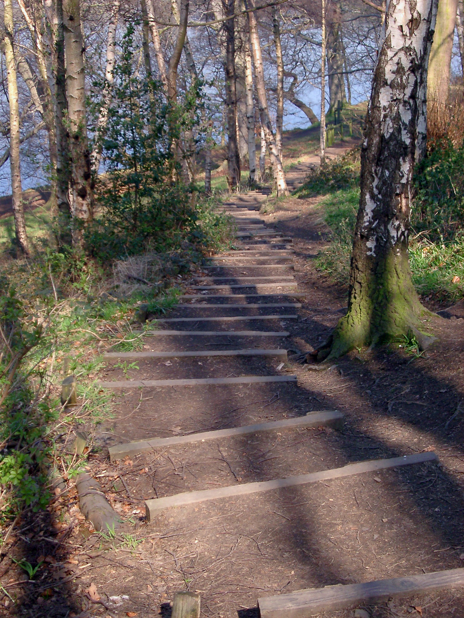 an image of Long Concrete Stairs Near the River with Tall Trees and Green Grasses on the Sides.
