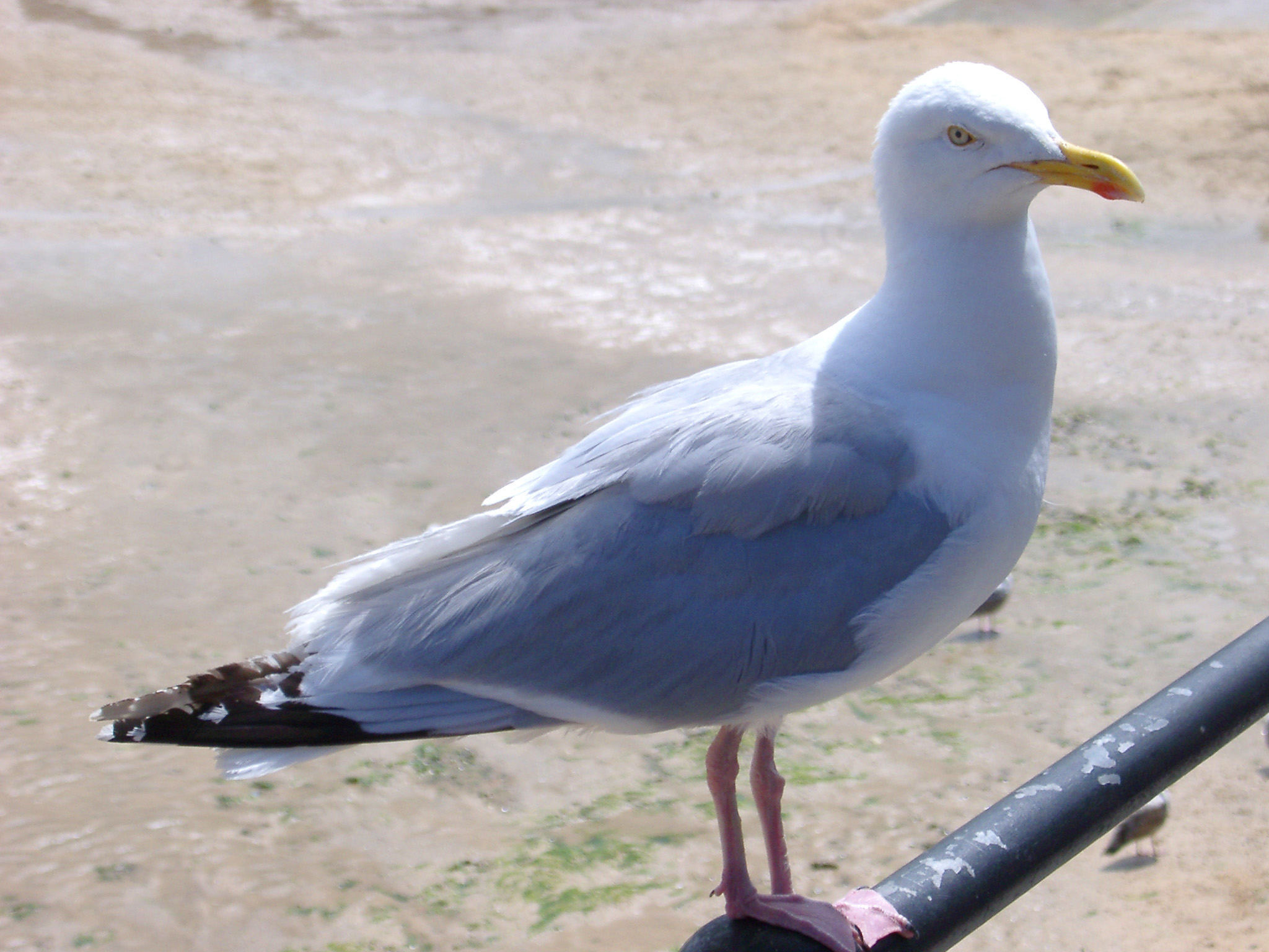 an image of Close up side view of a seagull perched on a metal bar overlooking a coastal beach