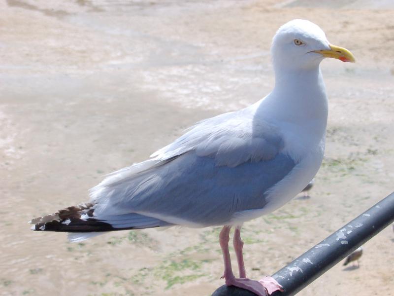 Close up side view of a seagull perched on a metal bar overlooking a coastal beach