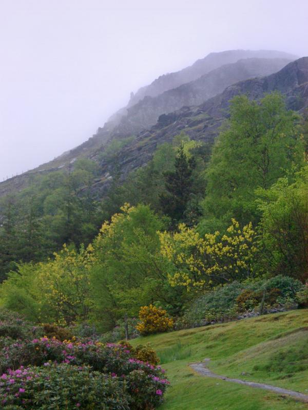 Reclamation of an old slag heap Reclamation of an old slag heap from a slate mine as the flowers and plants take root to cover the hillside, misty day in the Welsh countryside