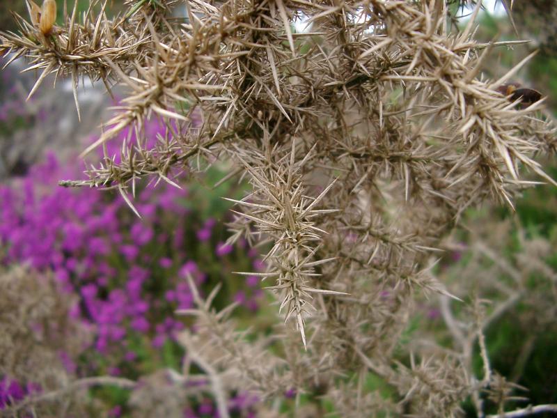 Close-up of wild vegetation as withered heather with thorns, outdoor, with blurred purple flowers behind