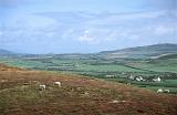 Scenic Farmland with Livestock on Llyn Peninsula, Gwynedd, North Wales