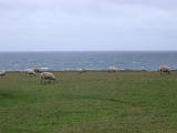 Flock of sheep grazing in a windswept coastal pasture overlooking a choppy ocean on a grey overcast day