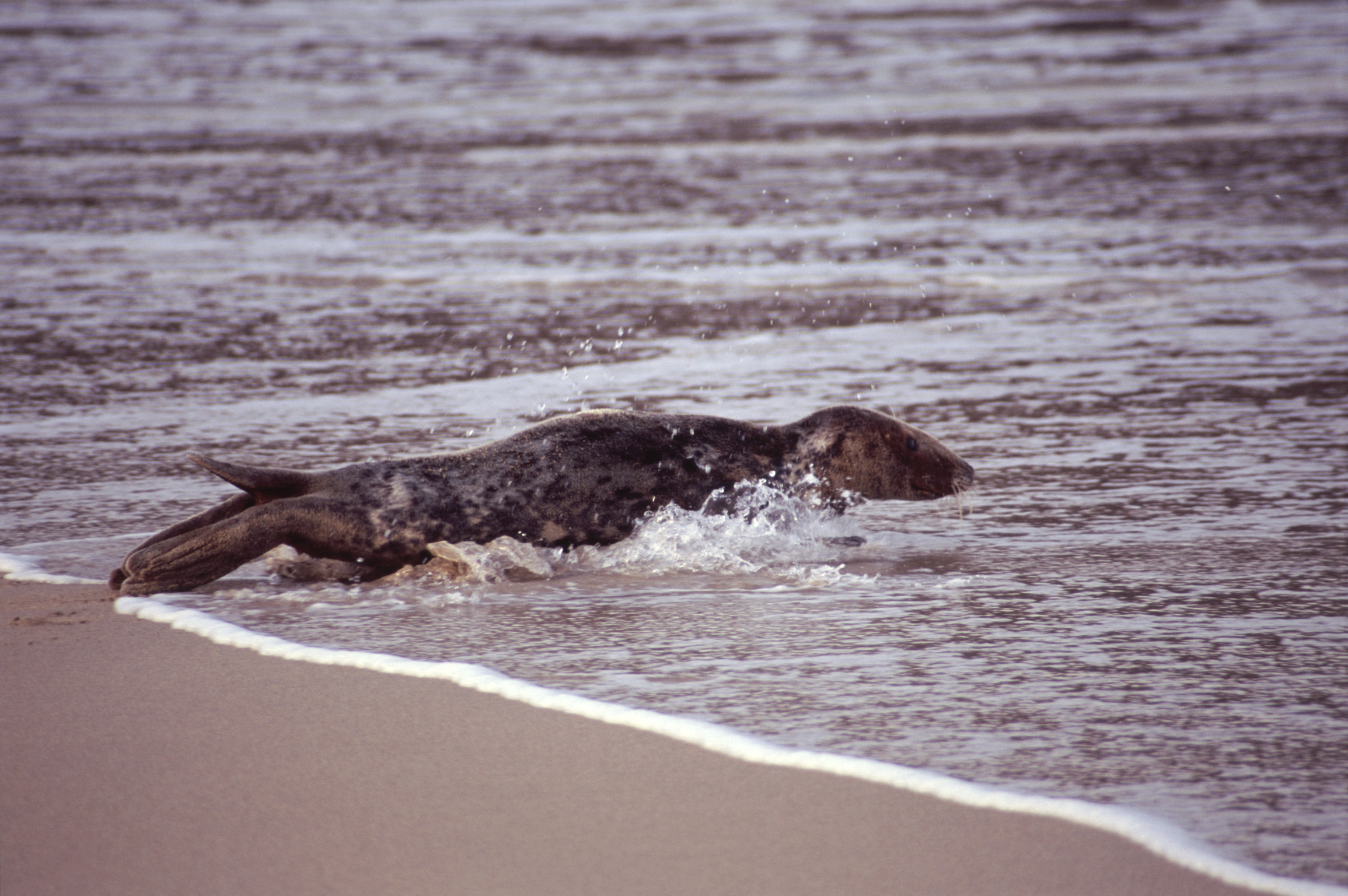 an image of Seal entering the ocean from a sandy beach with the water swirling around its body, side view