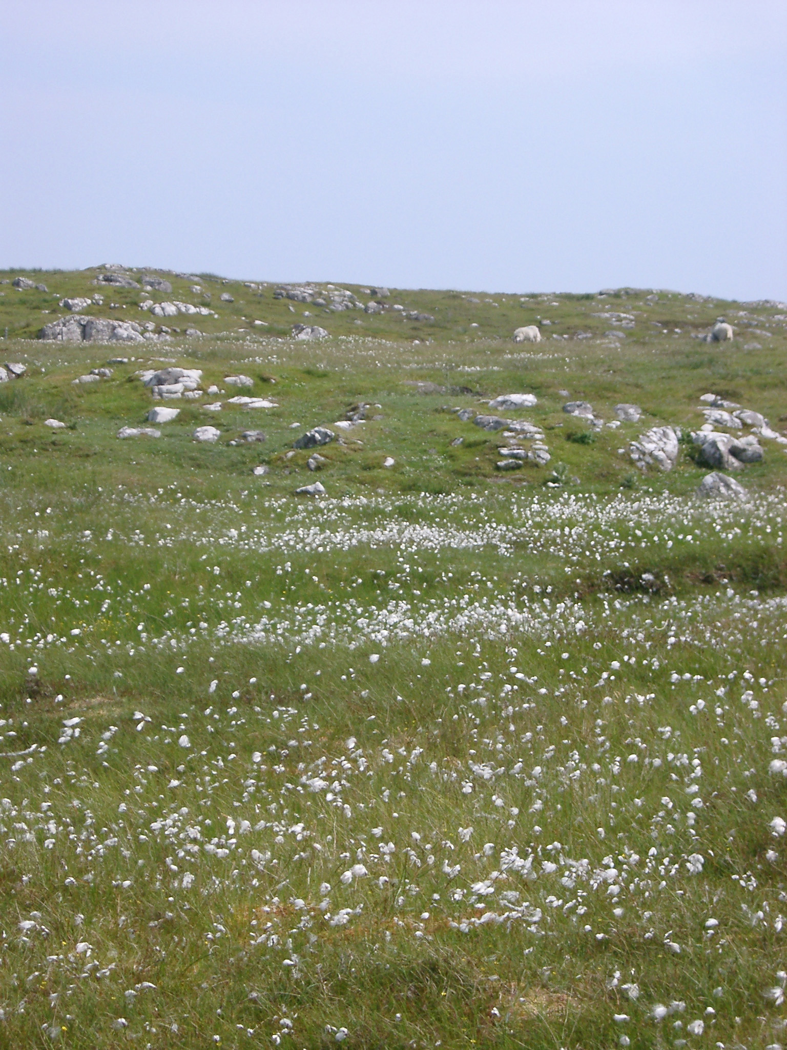 an image of wild flax seed heads