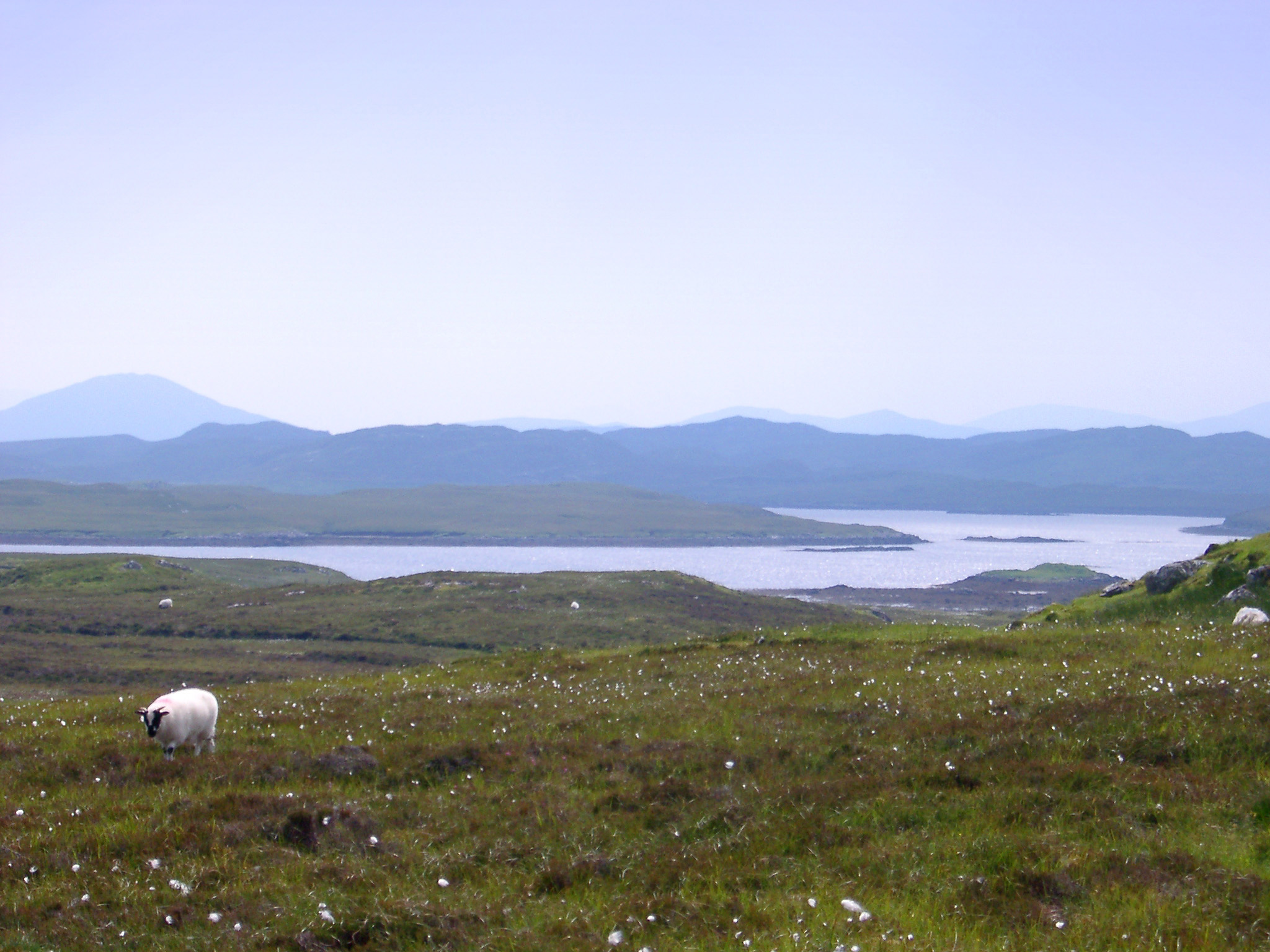 an image of Extensive Natural View with Lonely Old Sheep Eating Grasses at Grassland