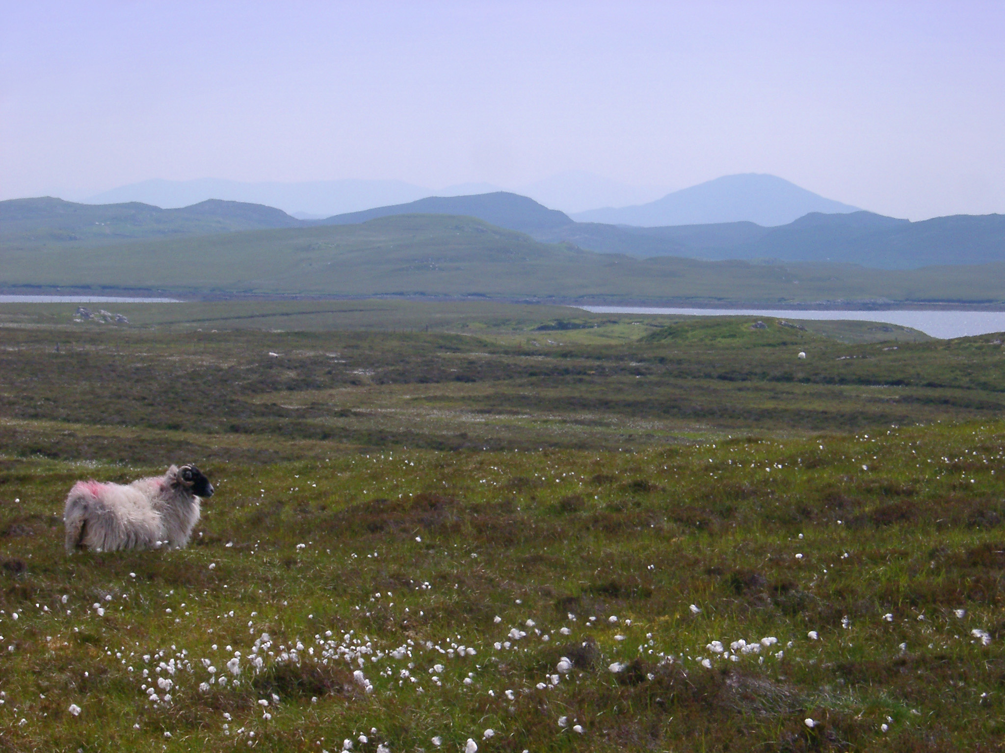 an image of Lone sheep grazing on moorland near a coastal Scottish loch with distant mountains on a misty day