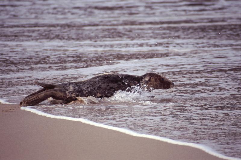 Seal entering the ocean from a sandy beach Seal entering the ocean from a sandy beach with the water swirling around its body, side view