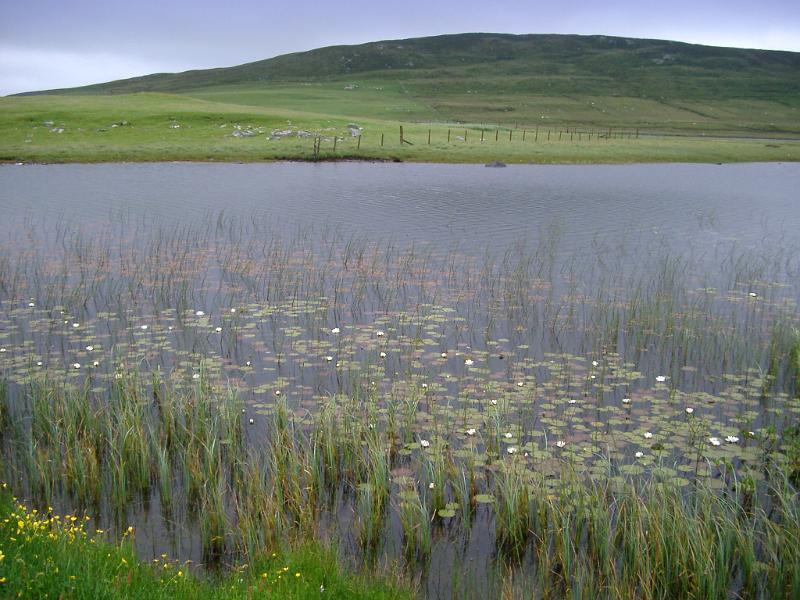 Marsh on the edge of a loch in Scotland with coastal grass and water lilies providing a unique natural habitat, scenic landscape view
