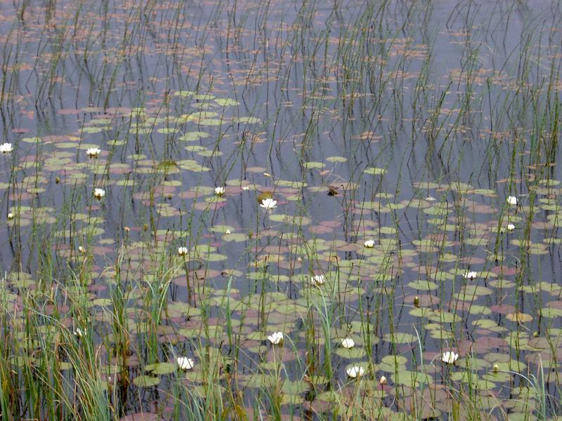 Nature Detail of Water Lillies, Lily Pads and Marsh Grass Growing in Swamp