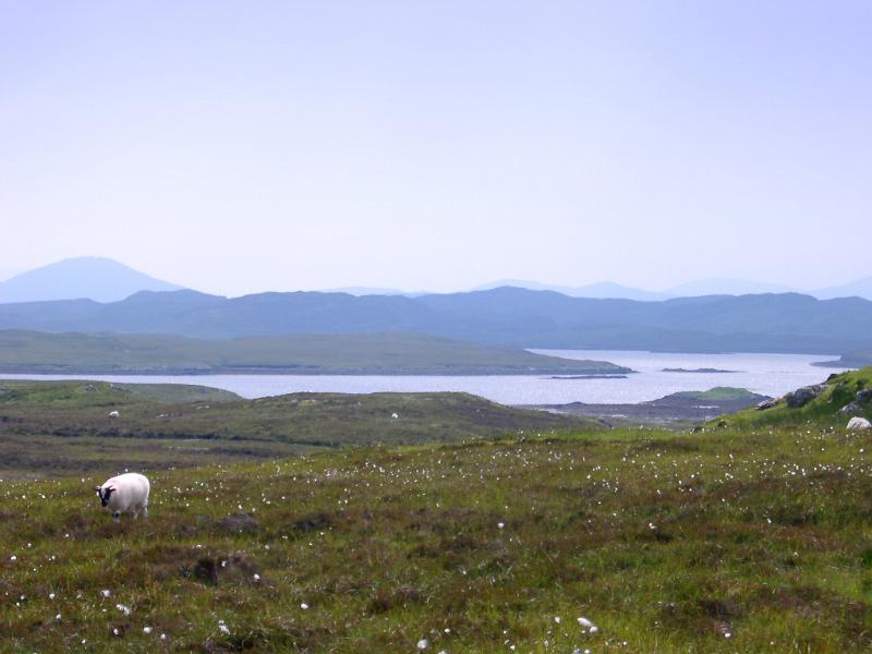 Extensive Natural View with Lonely Old Sheep Eating Grasses at Grassland