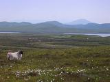 Lone sheep grazing on moorland near a coastal Scottish loch with distant mountains on a misty day