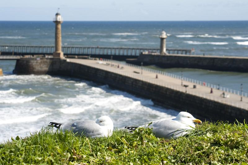 seagulls seagulls on the cliff tops with the two large harbour piers protect and breakwaters of whitby harbour on the background