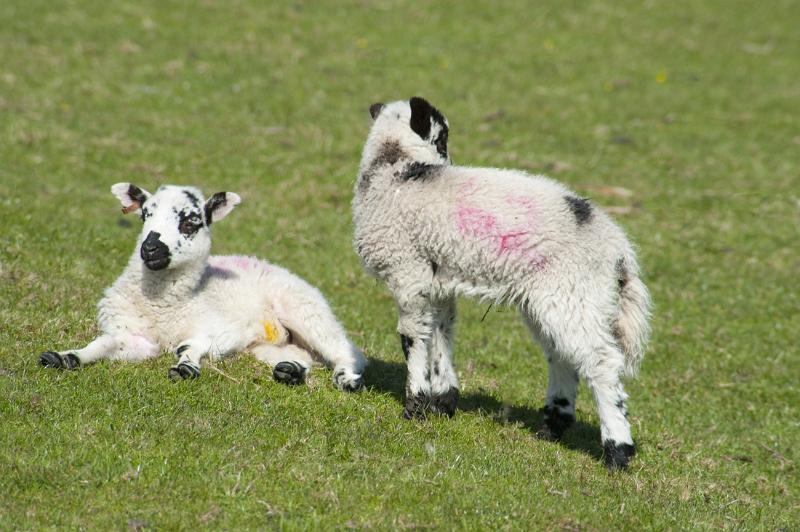 two lambs in a field