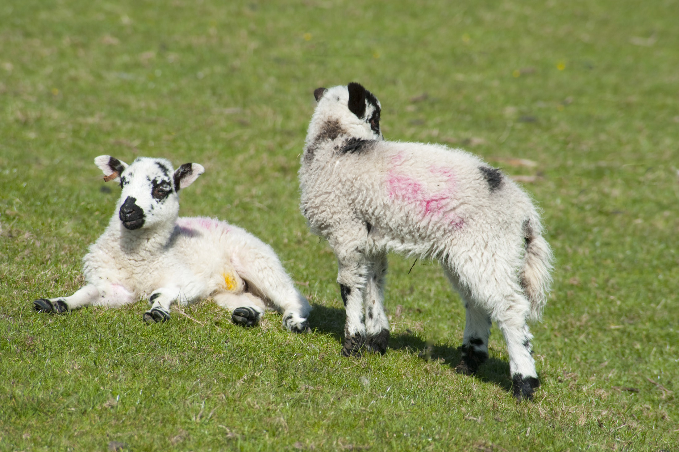 an image of two lambs in a field