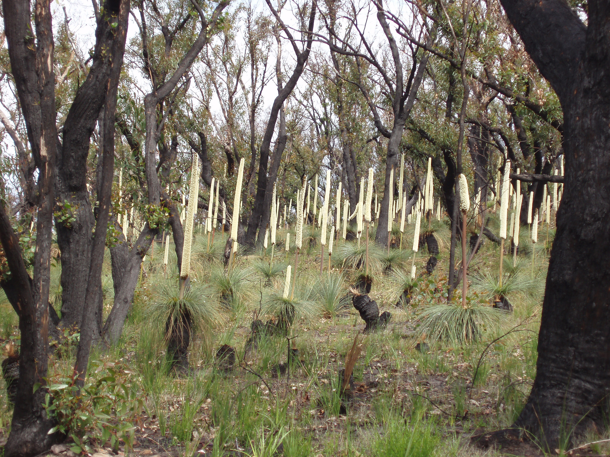 an image of Tall Trees and Green Grasses at Bush Regeneration in Australia