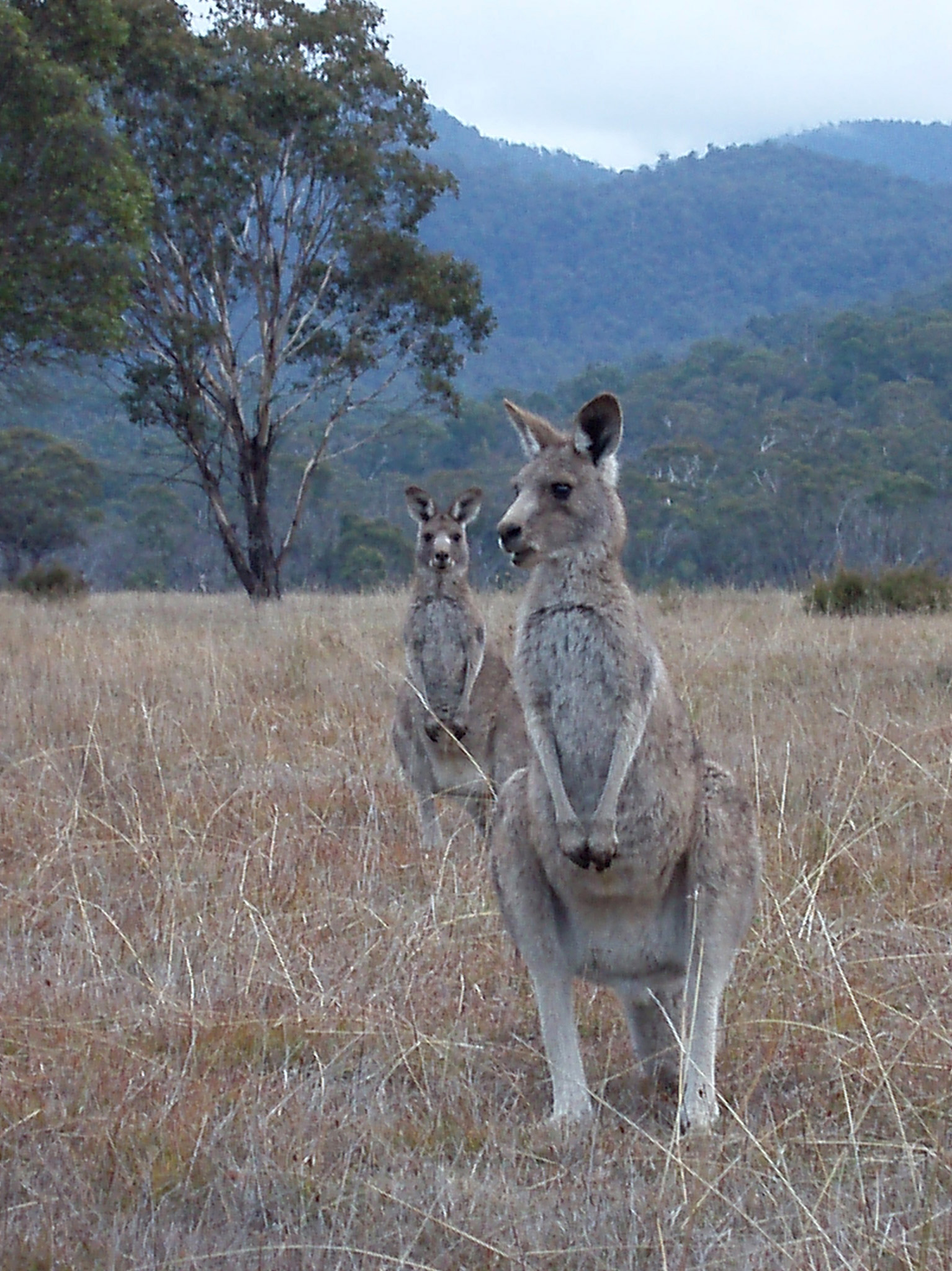an image of Kangaroos at Brown Grassy Land in Australia with High Green Mountains View Afar.