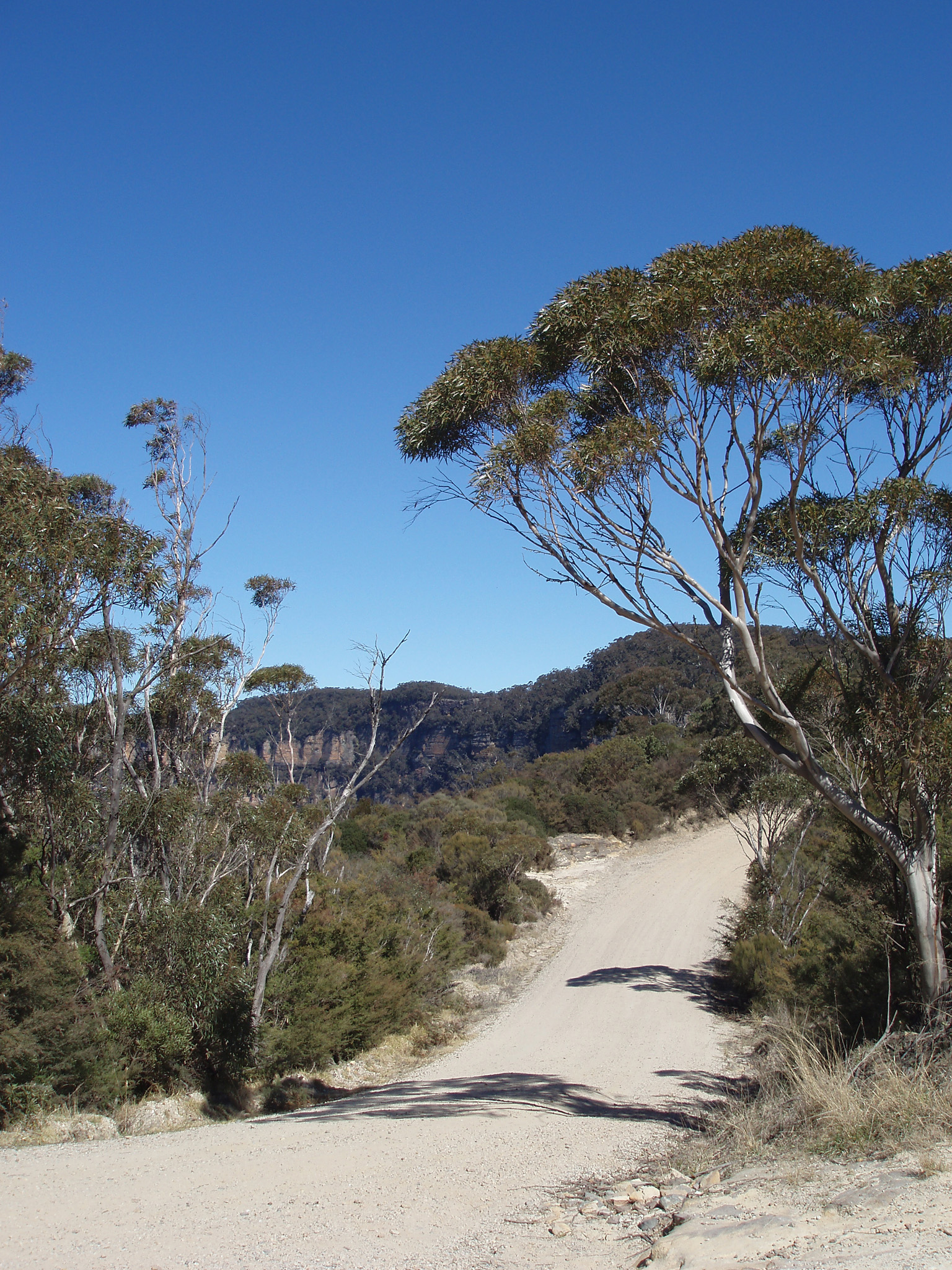 an image of Pathway with Green Trees and Grasses on Sides at Beautiful Narrow Neck in Australia. Captured on Blue Sky Background.