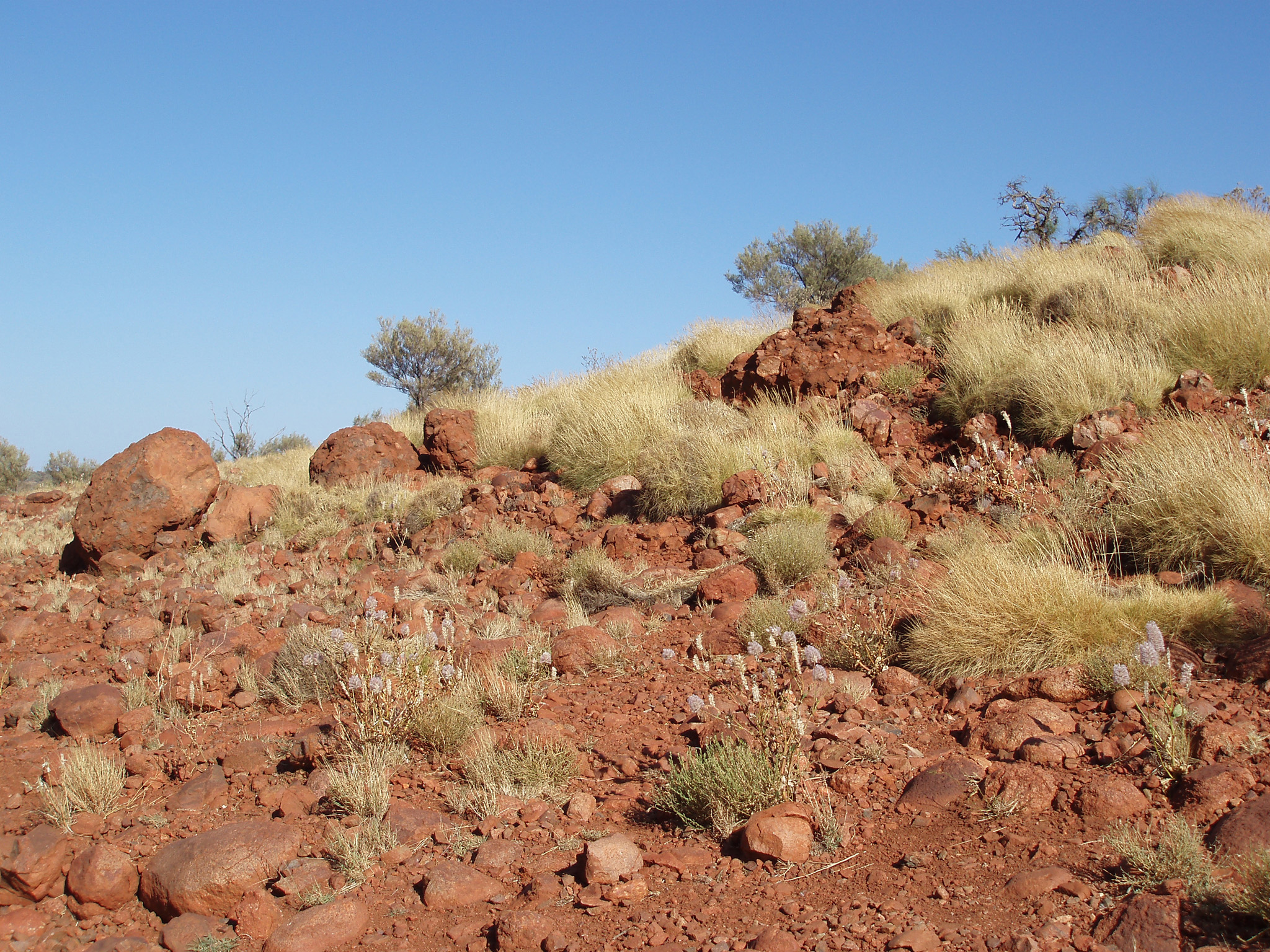an image of Small Grasses on Rocky Red Brown Land in Australia on Light Blue Sky Background.