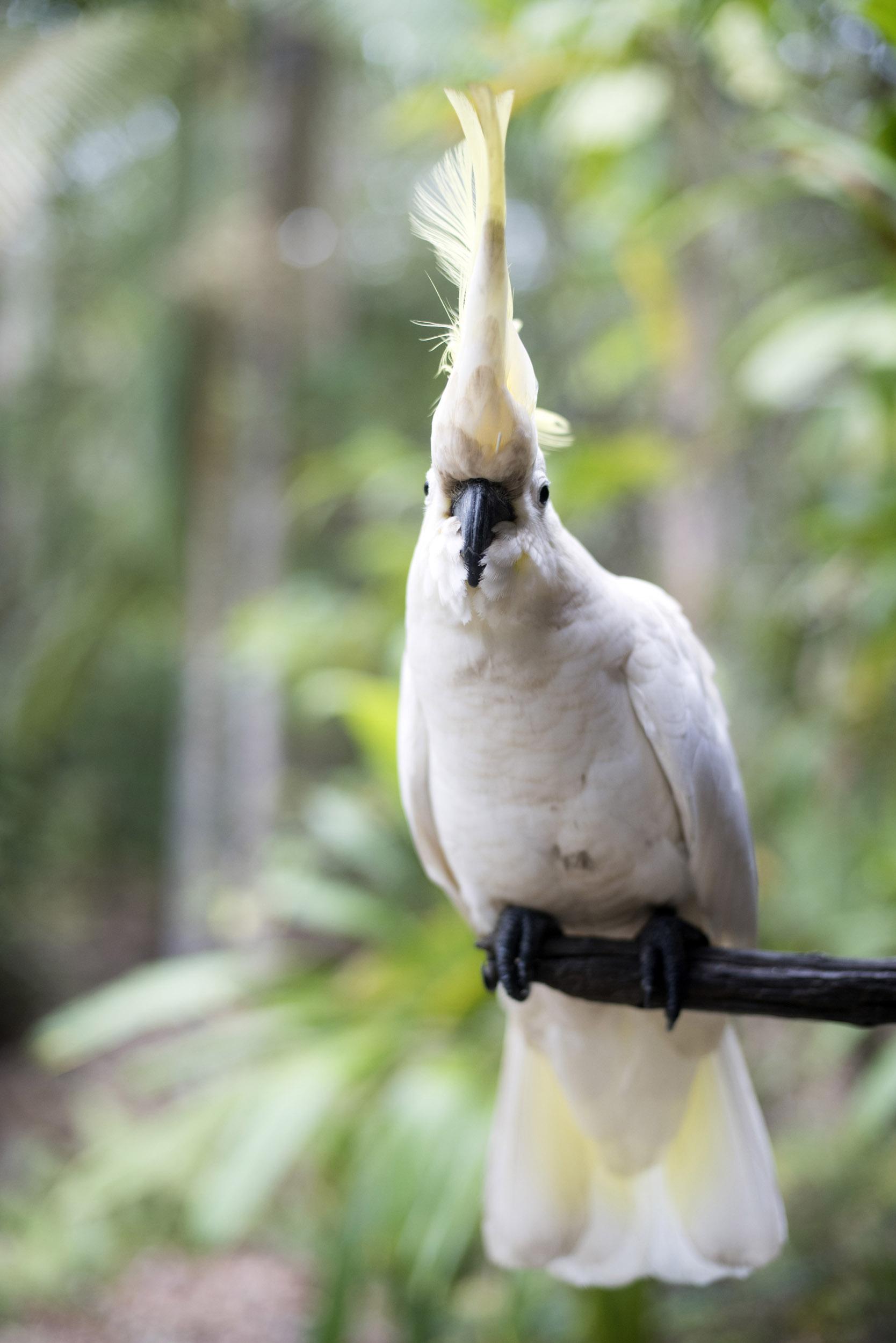 an image of Front view of cockatoo perching on tree branch