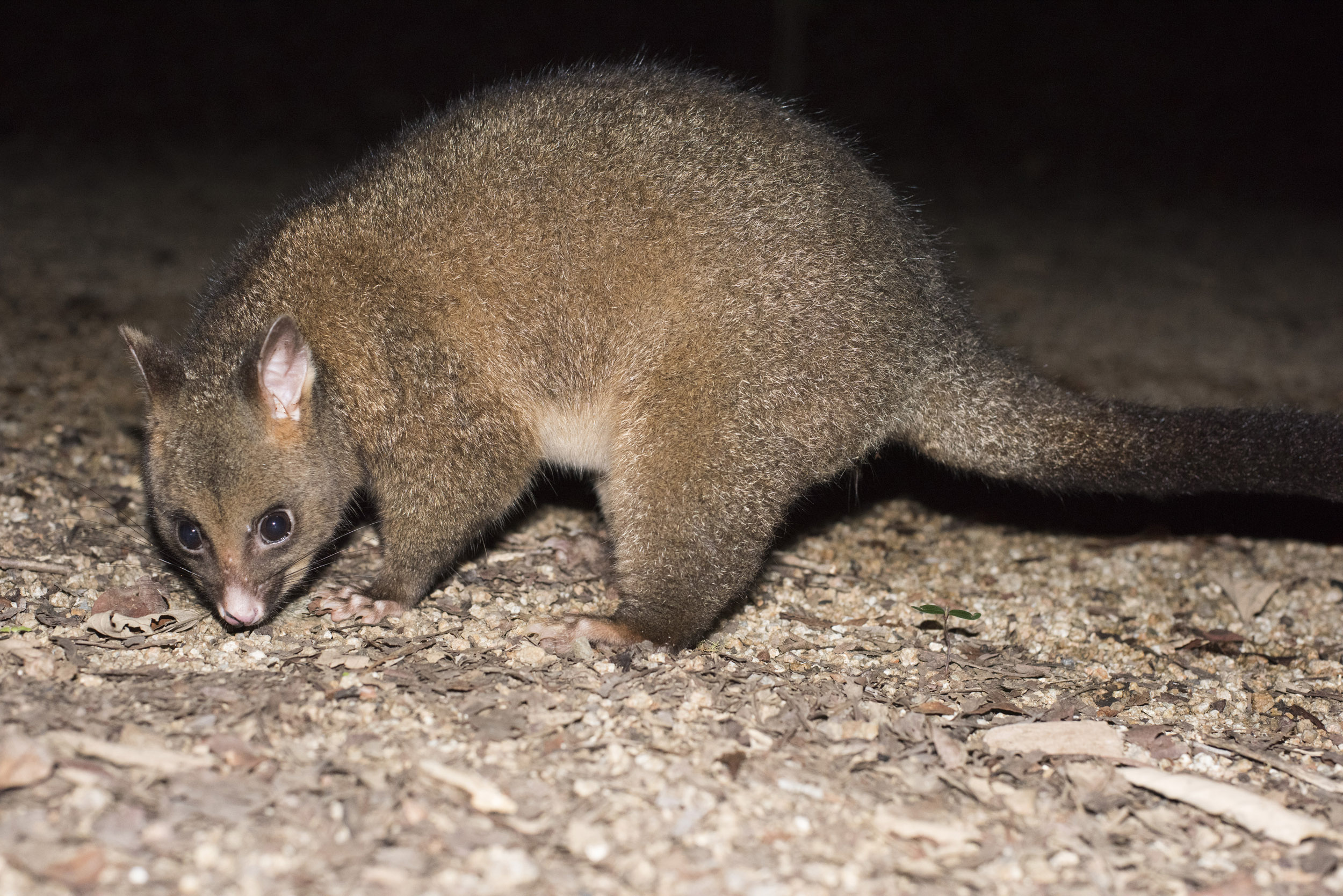 an image of A nocturnal, opportunistic Australian brush tailed possum at night.
