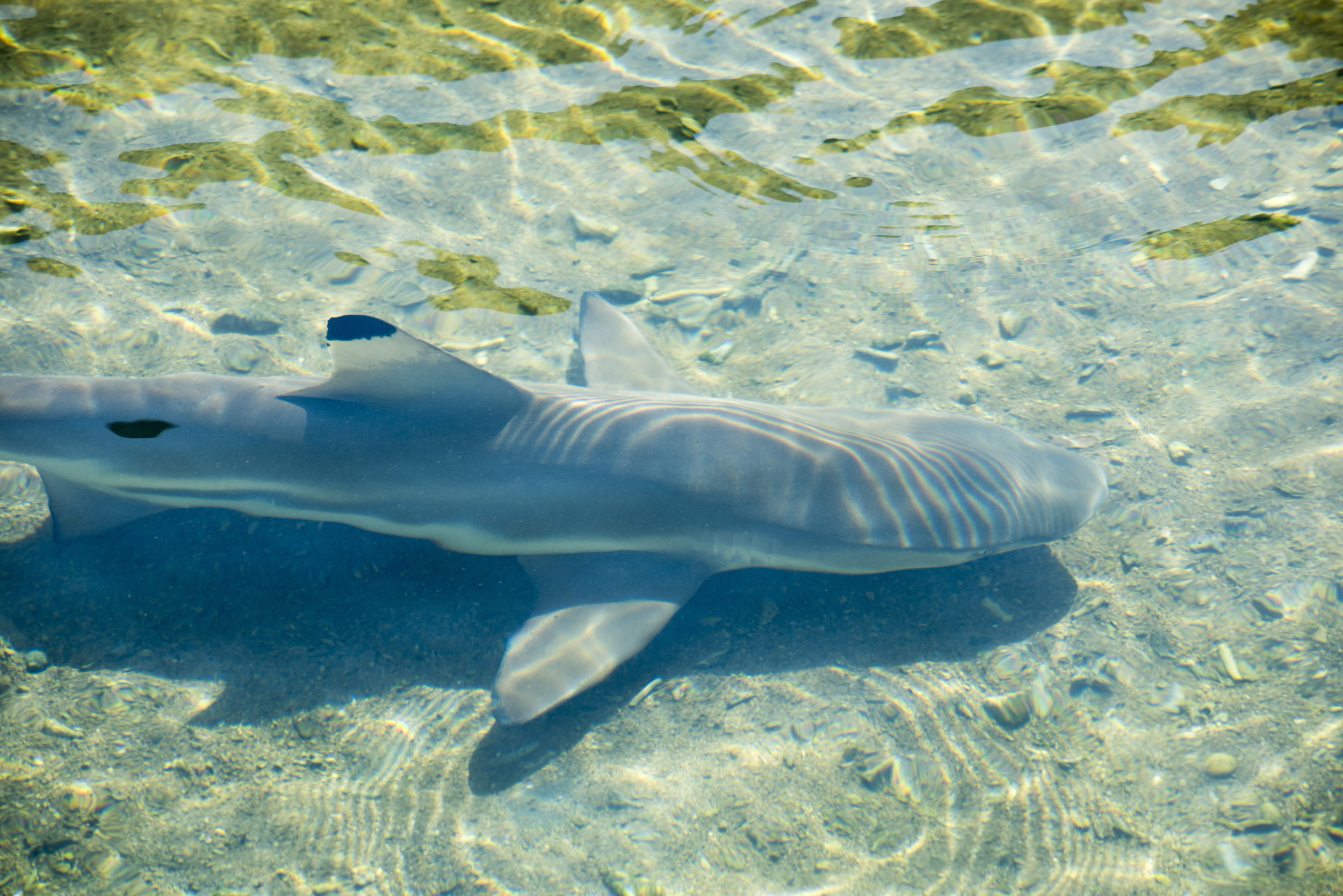 an image of Reef shark in shallow sunlit water with reflections casting a shadow on the sandy ocean bottom viewed from above