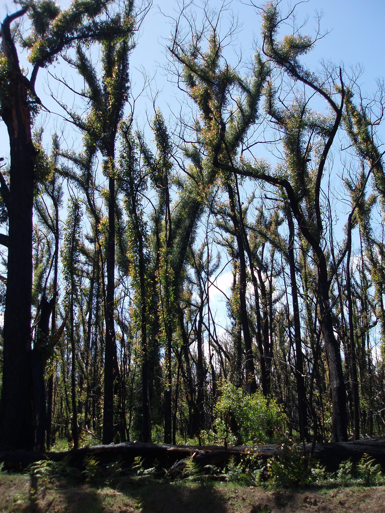 an image of Plenty Old Tall Trees and Green Grasses at Bush Regeneration on Light Blue Sky Background.