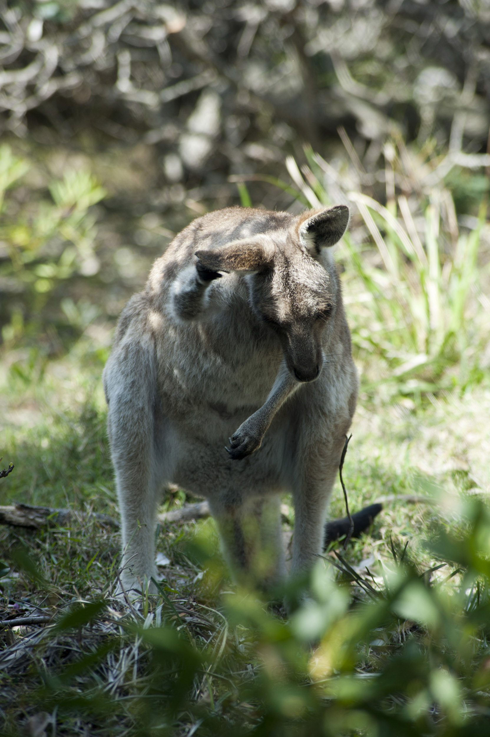 an image of Wild grey adult kangaroo scratching itself outdoors in the Australian, bush in a close up view of this iconic animal