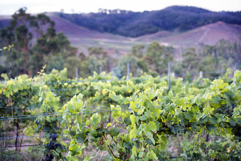 Leafy green vineyards and vines in Australia in a close up view growing on a winery in a valley between hills in a viticulture, viniculture and winemaking concept