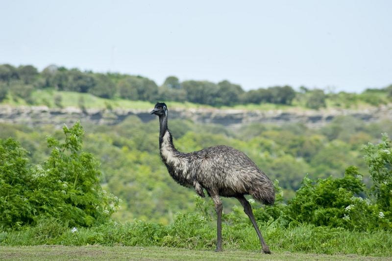 A single, wild flightless Australian emu in a lush scrub environment.