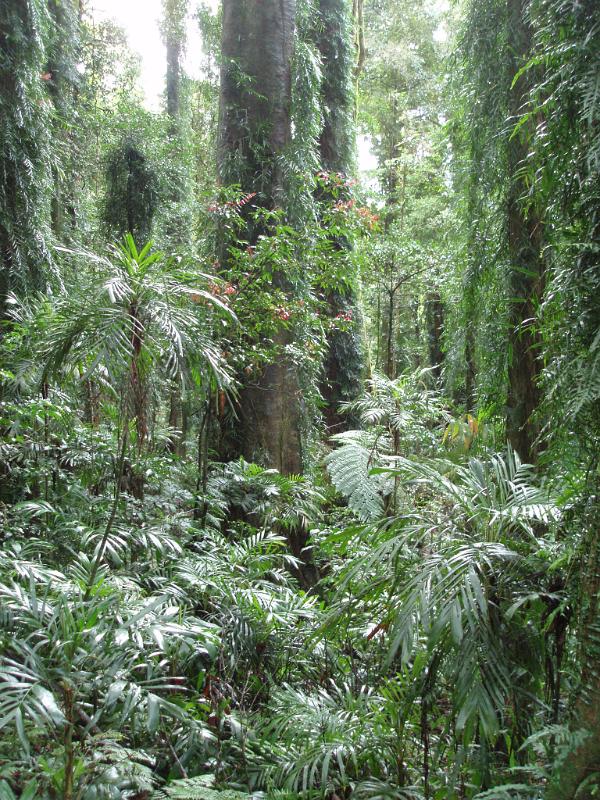 Various Tall Trees and Green Leafy Plants and Grasses at Beautiful Tropical Rainforest