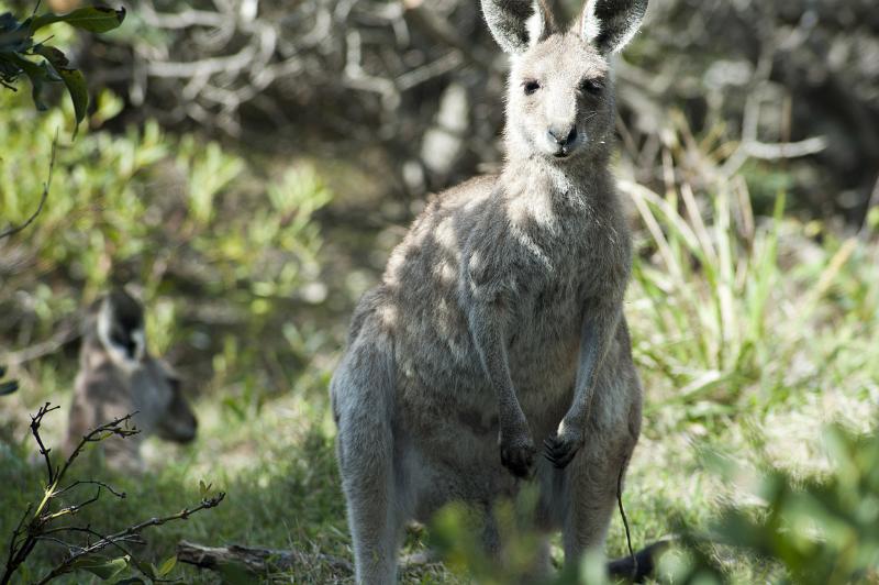 A wild kangaroo stands with ears raised, looking towards the camera, in the lush Australian bush.