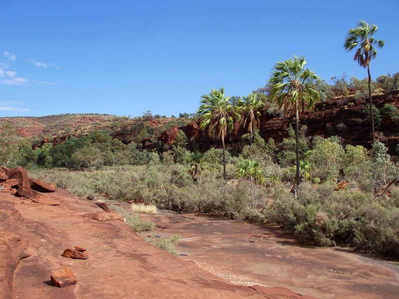Tall Trees and Green Grasses at Beautiful Palm Valley on Light Blue Sky Background.