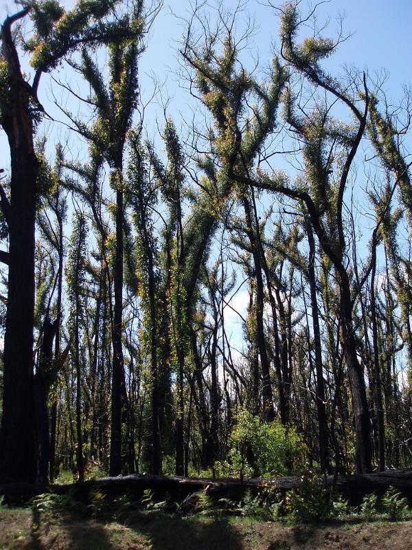 Plenty Old Tall Trees and Green Grasses at Bush Regeneration on Light Blue Sky Background.