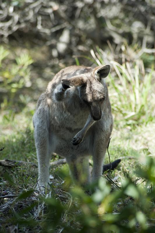 Wild grey adult kangaroo scratching itself outdoors in the Australian, bush in a close up view of this iconic animal