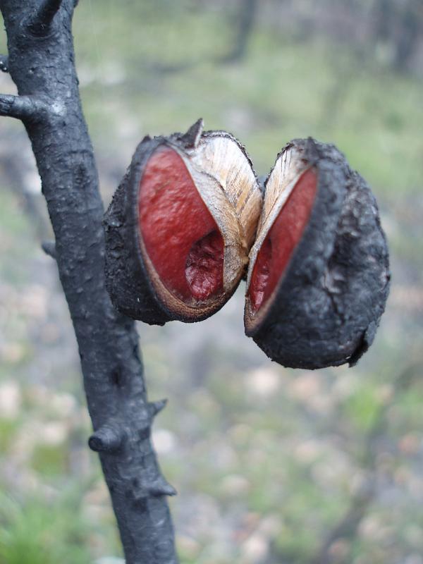 Close up Red Seed on Thin Gray Tree Branch at Bush Regeneration.